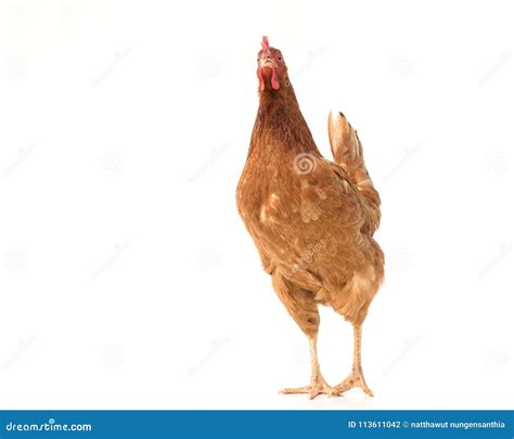 Brown Hen Walking Isolated On White Studio Shot Chicken Stock Photo