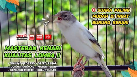 Kenari Gacor Masteran Burung Kenari Paud Dan Pancingan Kenari Macet