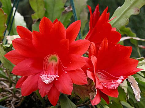 Disocactus Ackermannii Red Orchid Cactus World Of Succulents