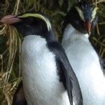 Fiordland crested penguin facts - West Coast Penguin Trust