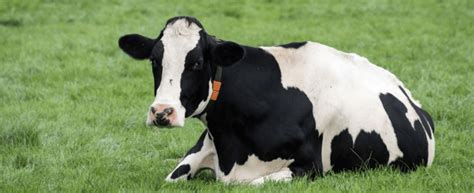 Milk Fever In Dairy Cows Farmspace Ons Praat Boer