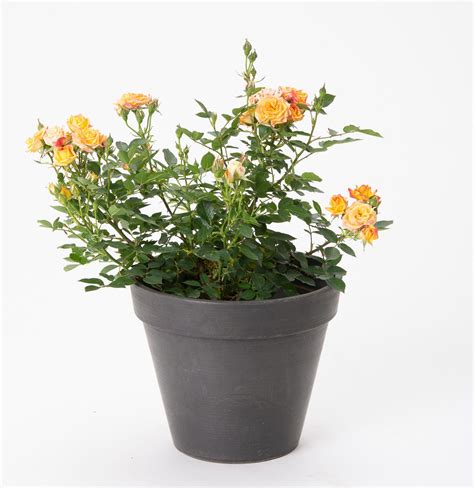 Rose Little Sunset® - Rosa Little Sunset® günstig kaufen