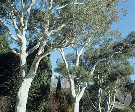 Australian Eucalyptus Trees