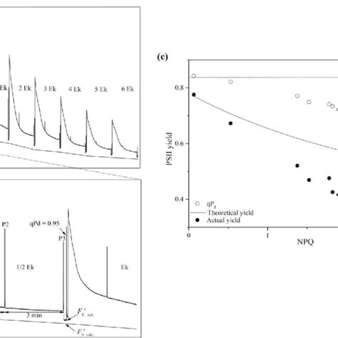 The changes of violaxanthin (V), antheraxanthin (A), and zeaxanthin (Z ...