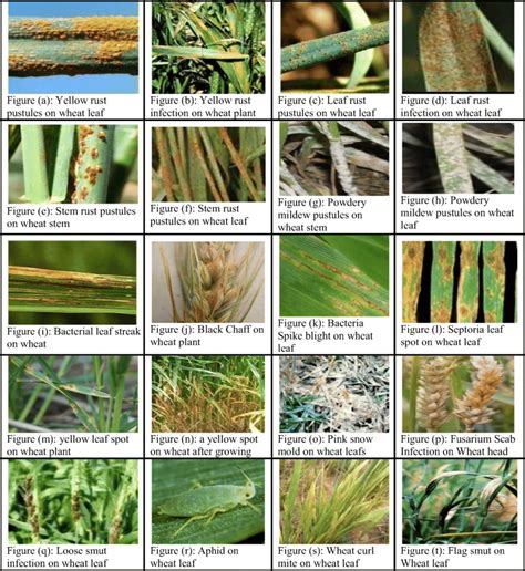 Wheat Diseases A Yellow Rust Pustules On Wheat Leaf B Yellow Rust