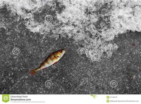 Pesca Do Inverno Peixe Da Vara No Gelo Imagem De Stock Imagem De