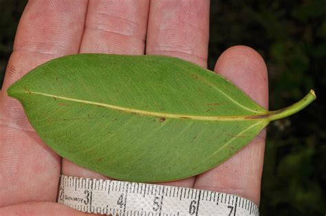 Ficus Microcarpa Moraceae Image 129016 At PhytoImages Siu Edu