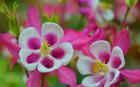 Wallpaper Aquilegia Pink Flowers Spring 2880x1800 HD Picture Image