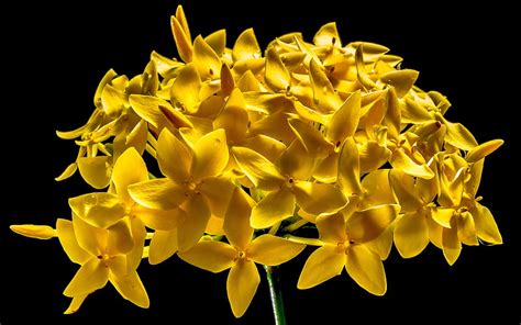 Yellow 5 Petal Flower HD Wallpaper Peakpx