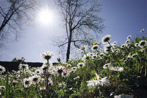 In Ticino Il Polline Delle Graminacee Gi Nell Aria