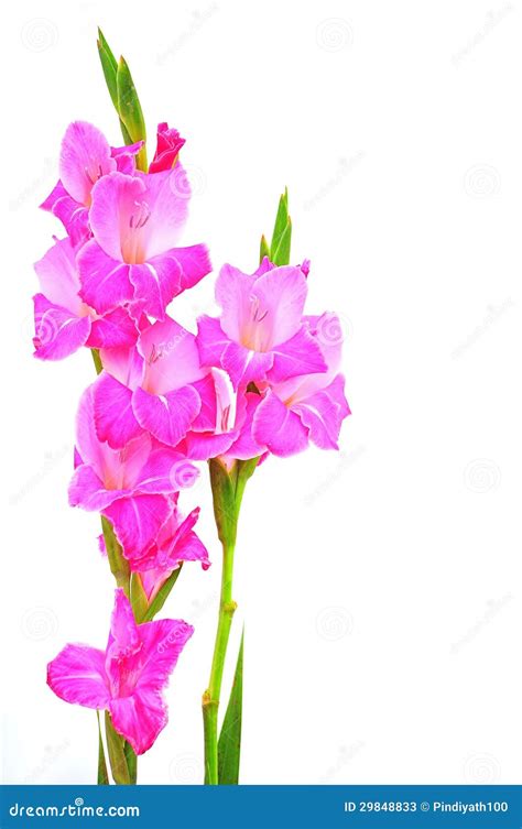 Pink Flowers Stock Photos - Image: 29848833