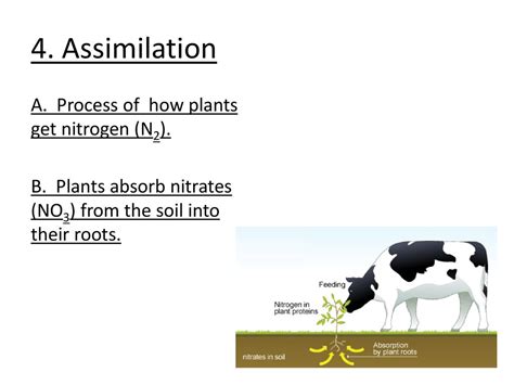 Nitrogen Cycle Notes 11 8 18 Entry Ppt Download