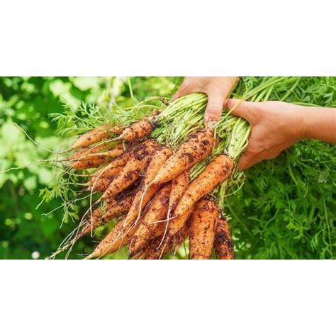 WEYE Graines De Carottes Carotte Berlicum 2 535 Cdiscount Jardin