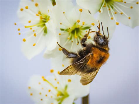 Fondos de pantalla Abeja y flores blancas polinización 2880x1800 HD Imagen