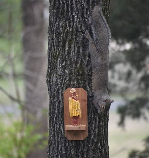 17 Homemade DIY Squirrel Feeder Ideas - DIY Crafts