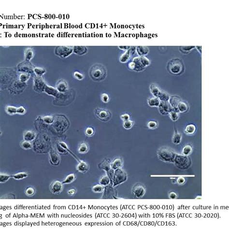 Primary Peripheral Blood Cd14 Monocytes Normal Human Pcs 800 010