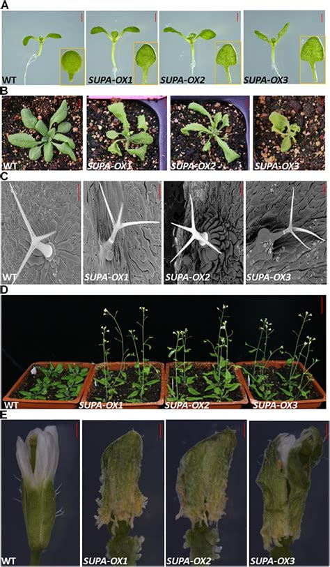 Frontiers Overexpression Of A Novel Arabidopsis Gene Supa Leads To