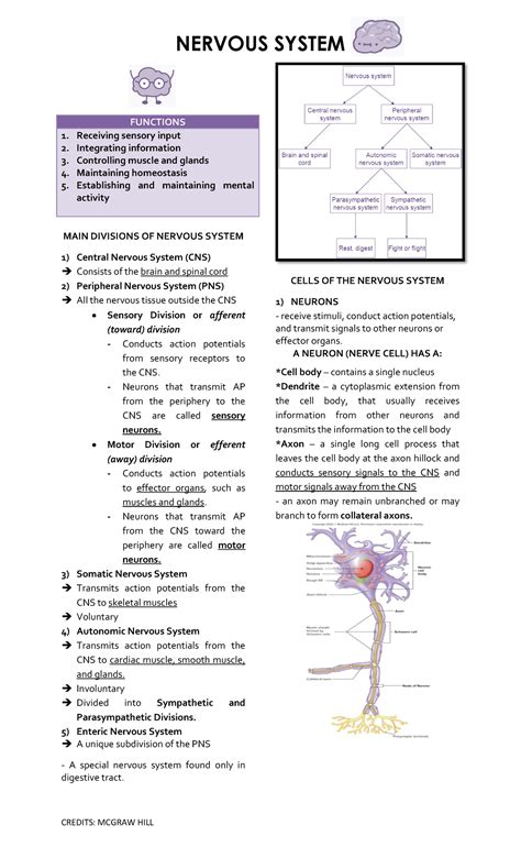 Nervous System Nervous System Anatomy And Physiology MAIN