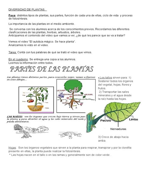 Diversidad De Plantas Flores Plantas