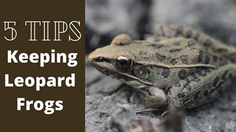 5 Tips On How To Keep Leopard Frogs Youtube