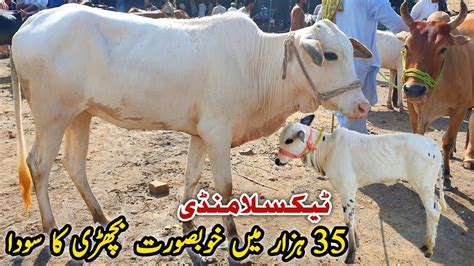 Today Taxila Mandi Latest Update 25 August 2023 Naseeb Ka Soda