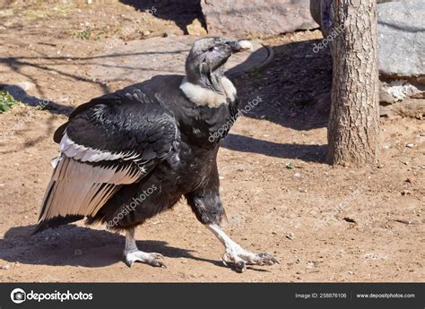 The female Andean condor proudly performs on the ground, Stock Photo by ...