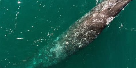 Une baleine grise égarée observée pour la première fois en Méditerranée