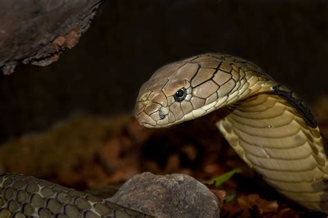 3,000+ Free Cobra Snake & Snake Images - Pixabay