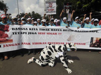 Aksi Peternak Sapi Perah Antara Foto