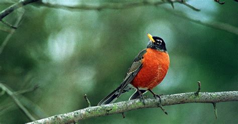 20 days till spring: Catch Michigan's bird migration
