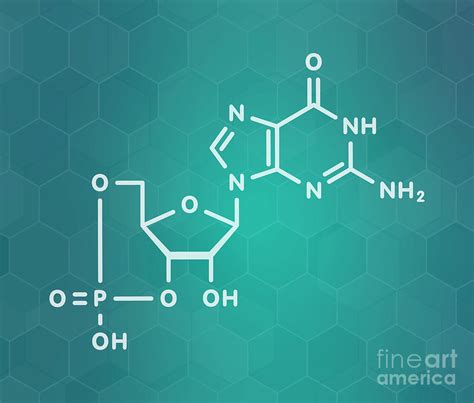 Cyclic Guanosine Monophosphate Molecule By Molekuul Science Photo