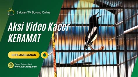 Full Materi Kacer Keramat Juara Di Latber Sya Ban Pemangkat Milik Mr