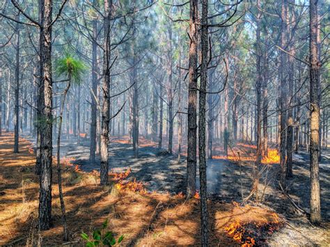 Prescribed Fire Dont Underestimate Its Importance Clemson News