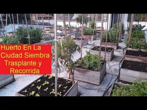 Mejor momento para sembrar zanahorias según la luna Actualizado enero