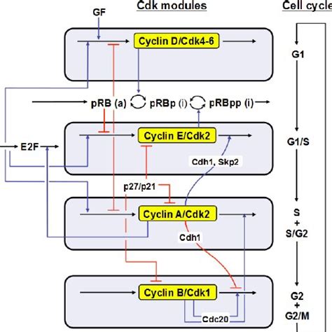 Scheme Of The Model For The Cdk Network Driving The Mammalian Cell