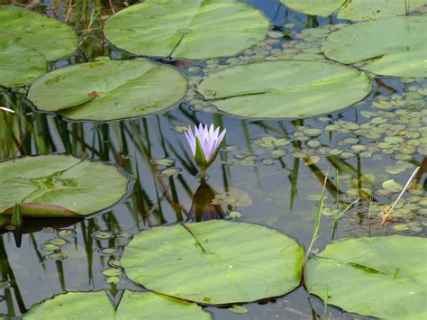 Meaning Of Guyana National Flower | Best Flower Site