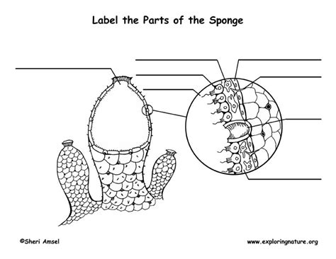 Sponge Anatomy Labeling Page