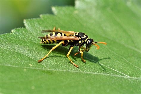 Diferencia Entre Avispa Y Abeja Tiendanimal