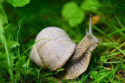 Come Eliminare Le Lumache Dall Orto E Dal Giardino I Consigli