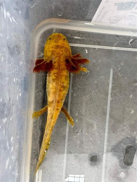 Colorful Mosaic Axolotl