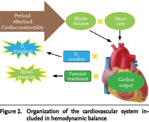 Figure 2 From Neonatal Hemodynamics And Management Of Hypotension In