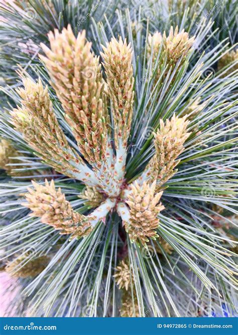 Pine Tree Flower Stock Image Image Of Flower Collection 94972865