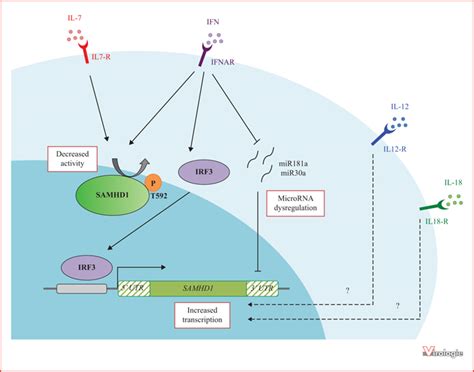 John Libbey Eurotext Virologie Samhd Mechanisms Of Regulation And