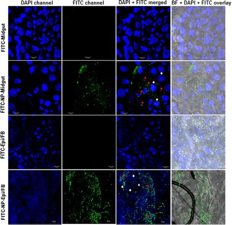 Confocal Microscope Analysis Of Biodistribution Of Fitc Labeled Cs Tpp Download Scientific