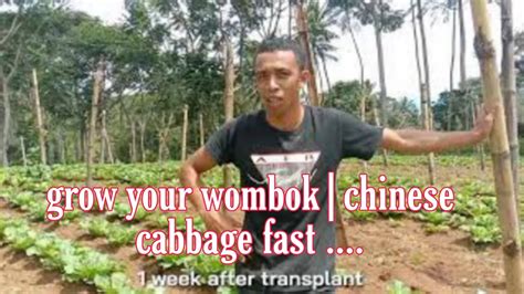 How To Grow Chinese Cabbagewombok Fast By Drenching Application Method