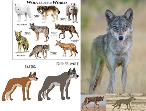 About Jungle Book Wolves by Hyzenthlay-Rose on DeviantArt