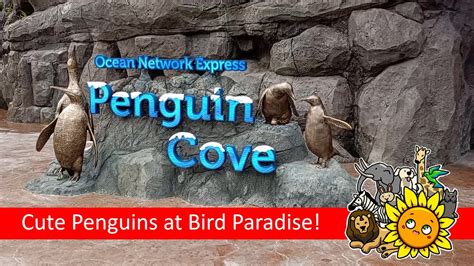 Penguin Cove Bird Paradise Singapore Youtube