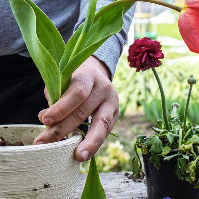 Comment planter les bulbes à fleurs Conseil Jardin Willemse