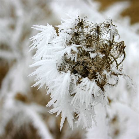 Banco de imagens árvore natureza ramo neve inverno plantar