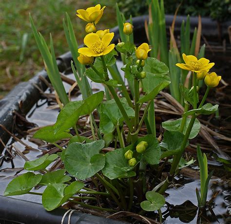 Caltha Palustris 110404A Sumpf Dotterblume Im Mit Wasser G Flickr